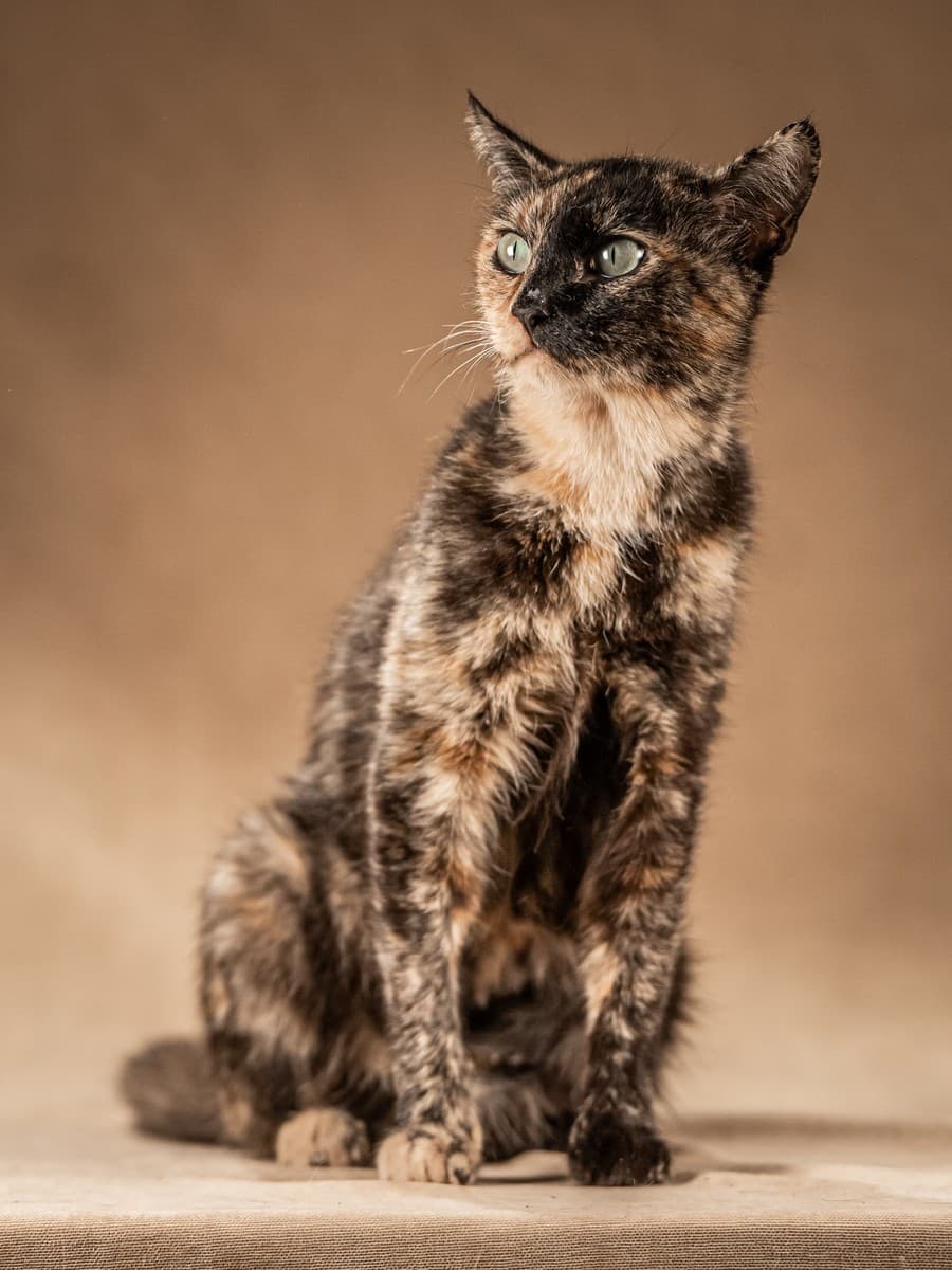 Венеция медиа 7