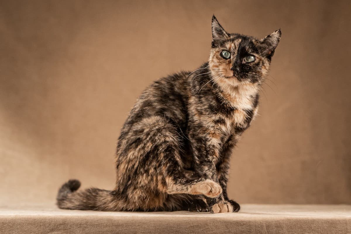 Венеция медиа 8