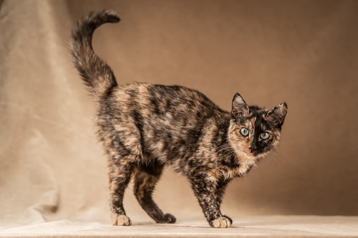 Венеция медиа 9