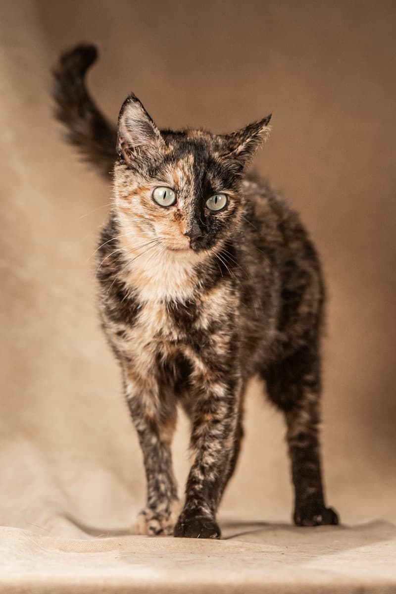 Венеция медиа 10