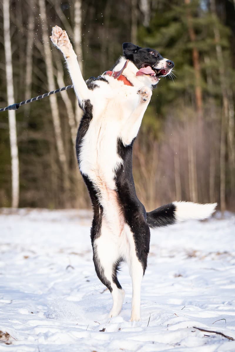 Джоли медиа 7