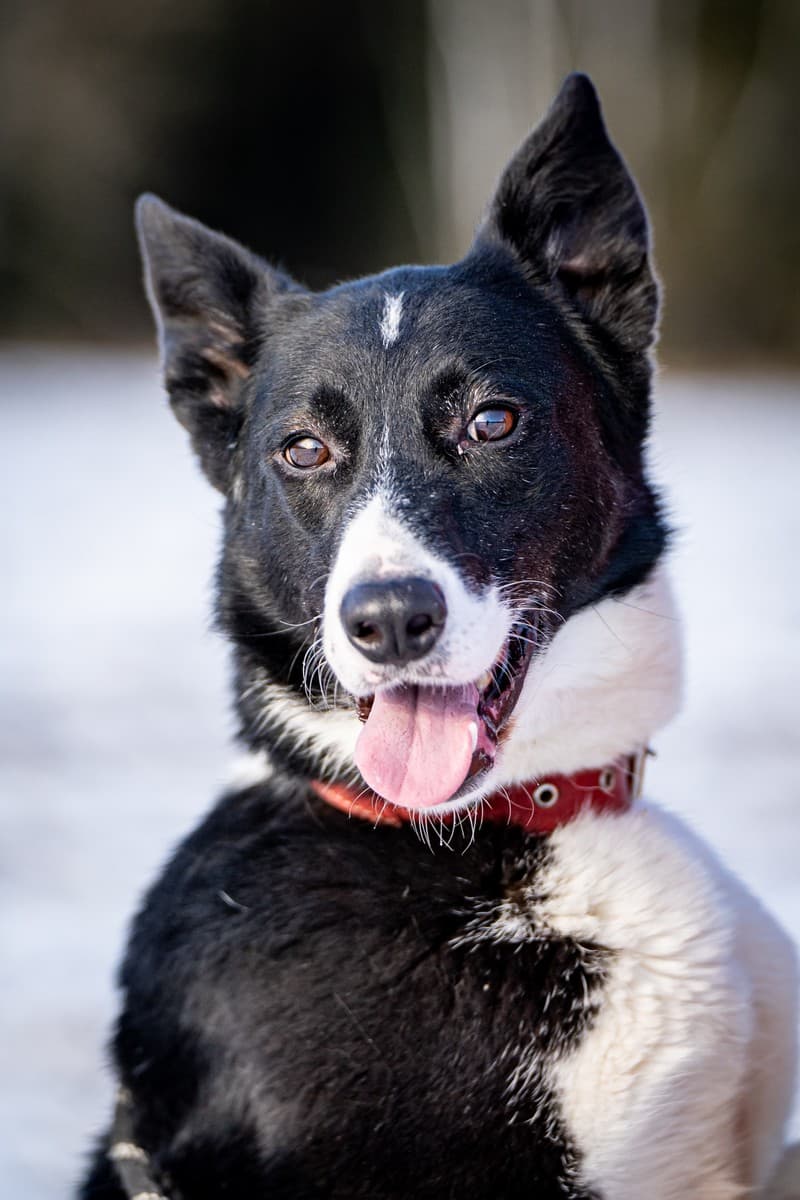 Джоли медиа 8