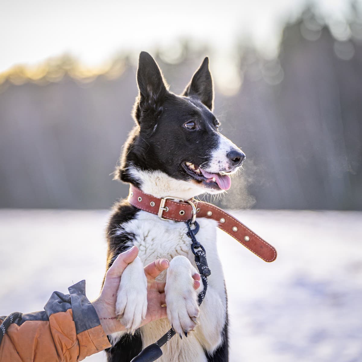 Джоли медиа 6