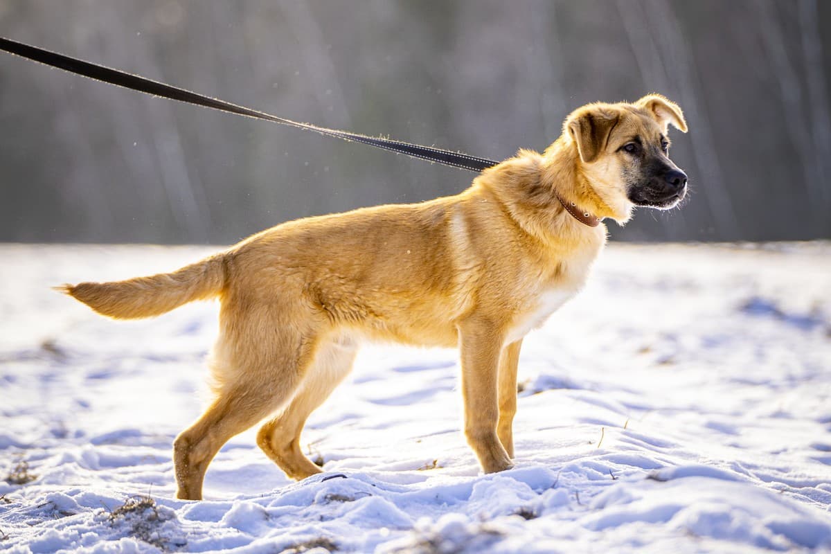 Реджи медиа 6