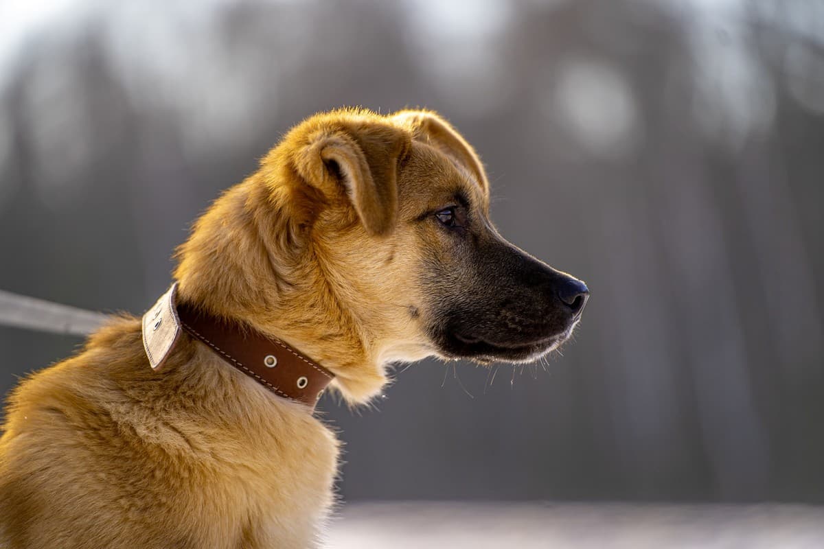 Реджи медиа 7