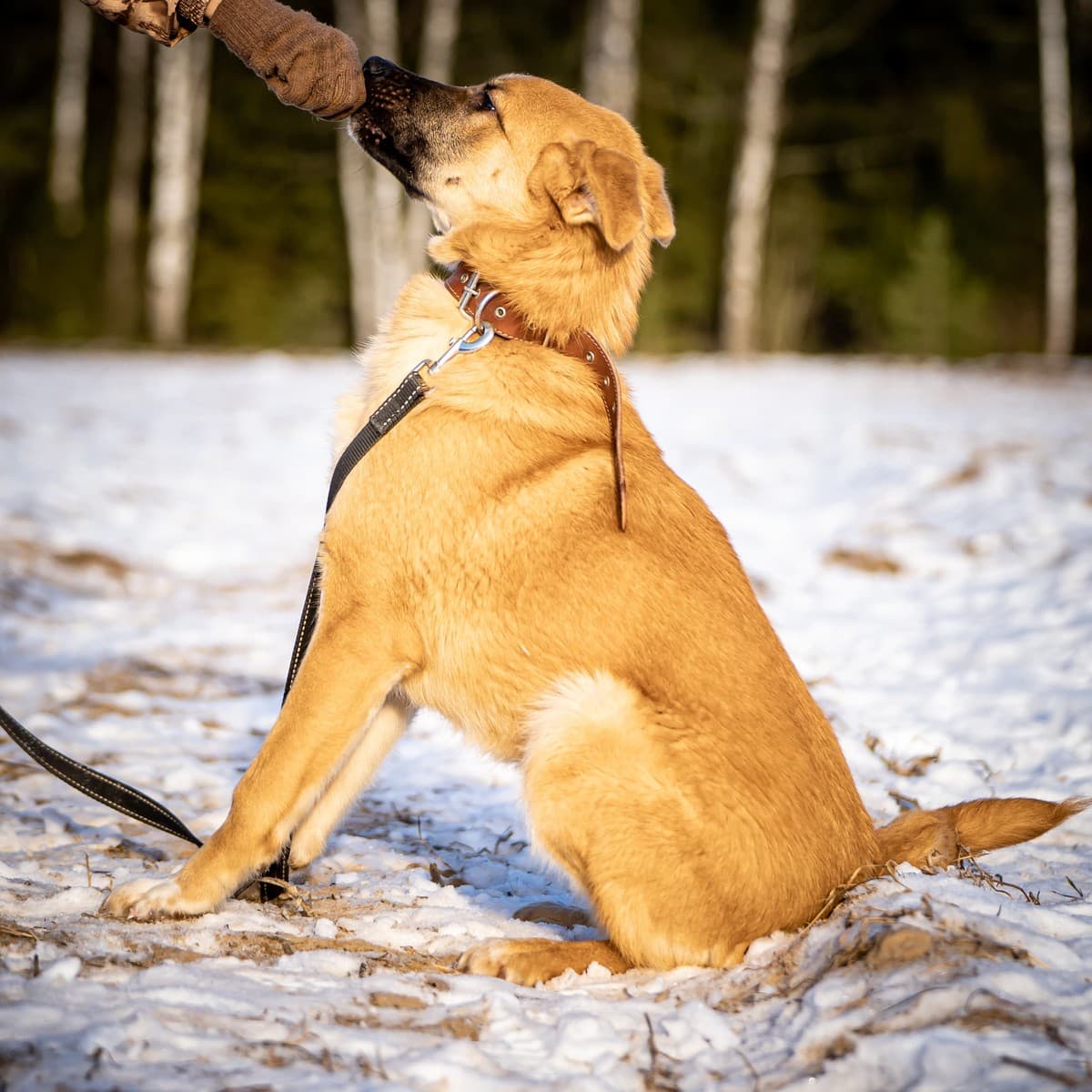 Реджи медиа 8