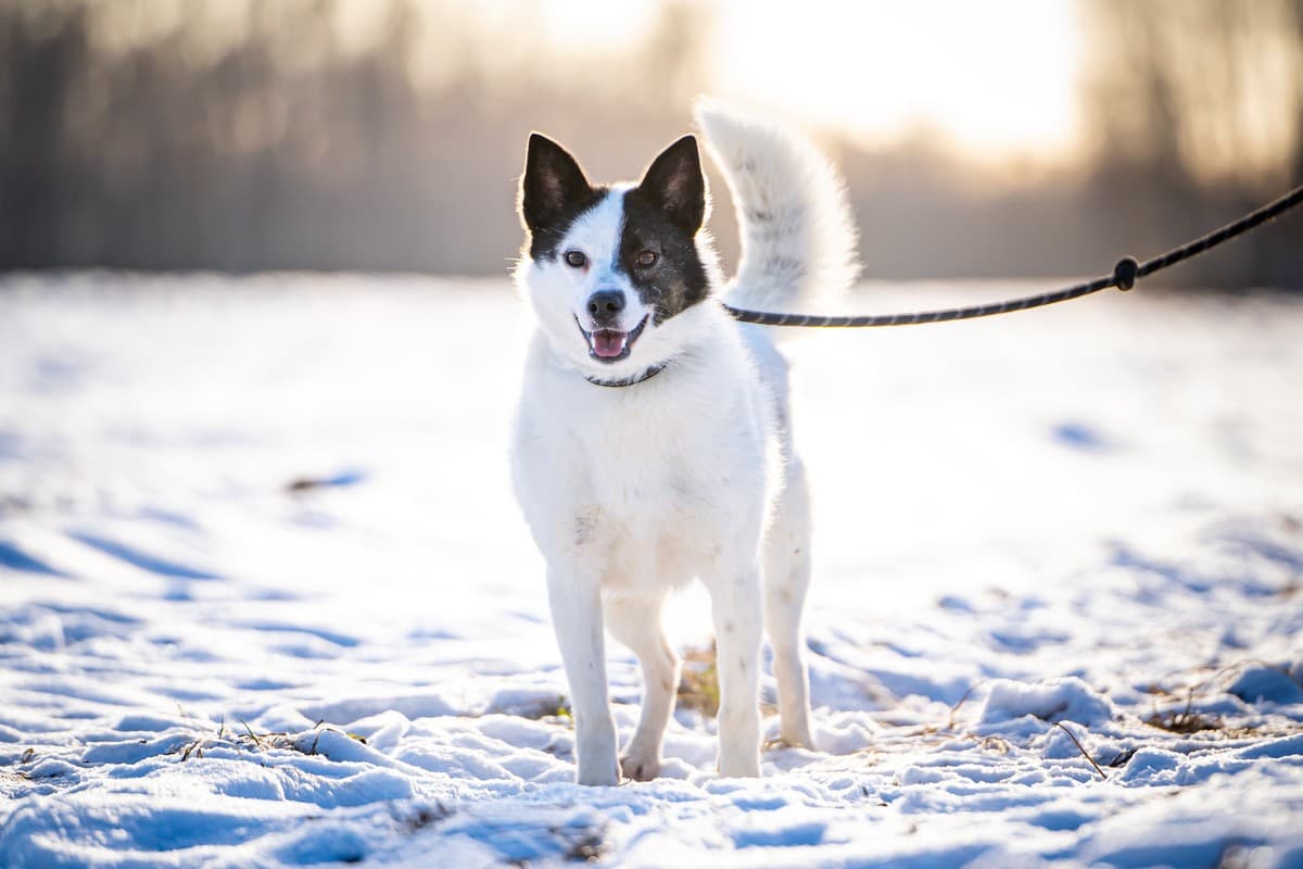 Ласка медиа 6