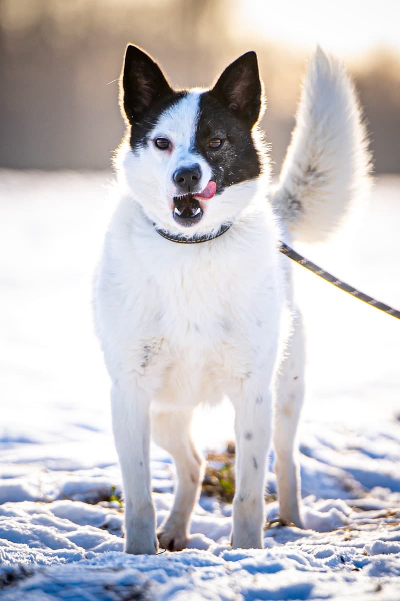 Ласка медиа 8