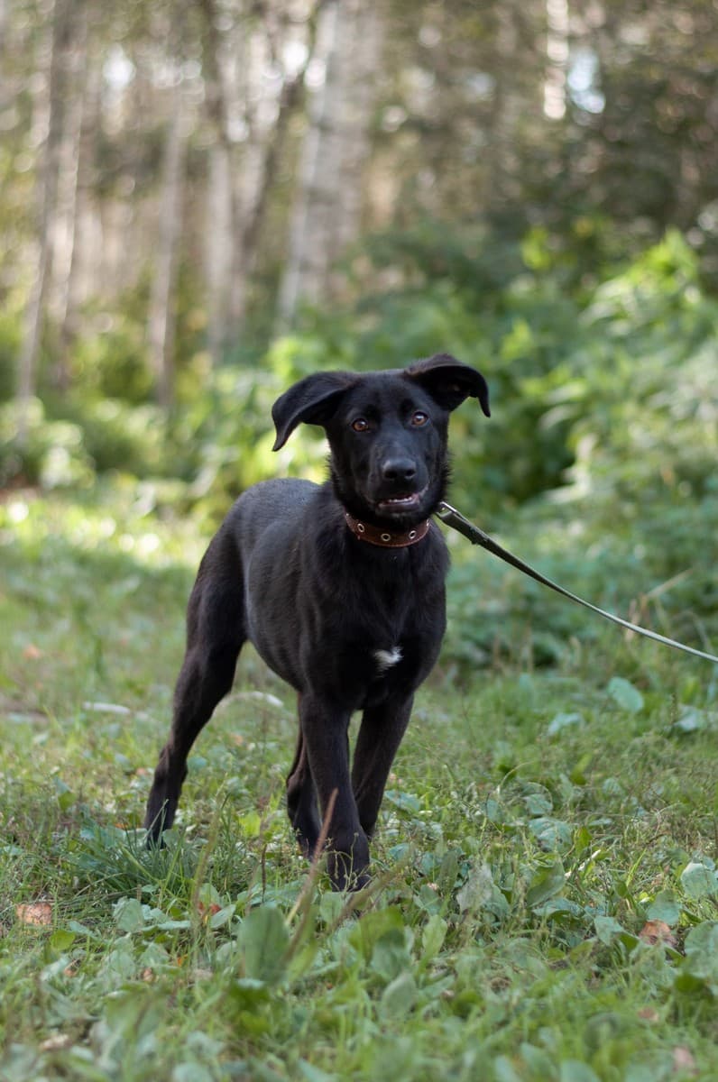 Скай медиа 6