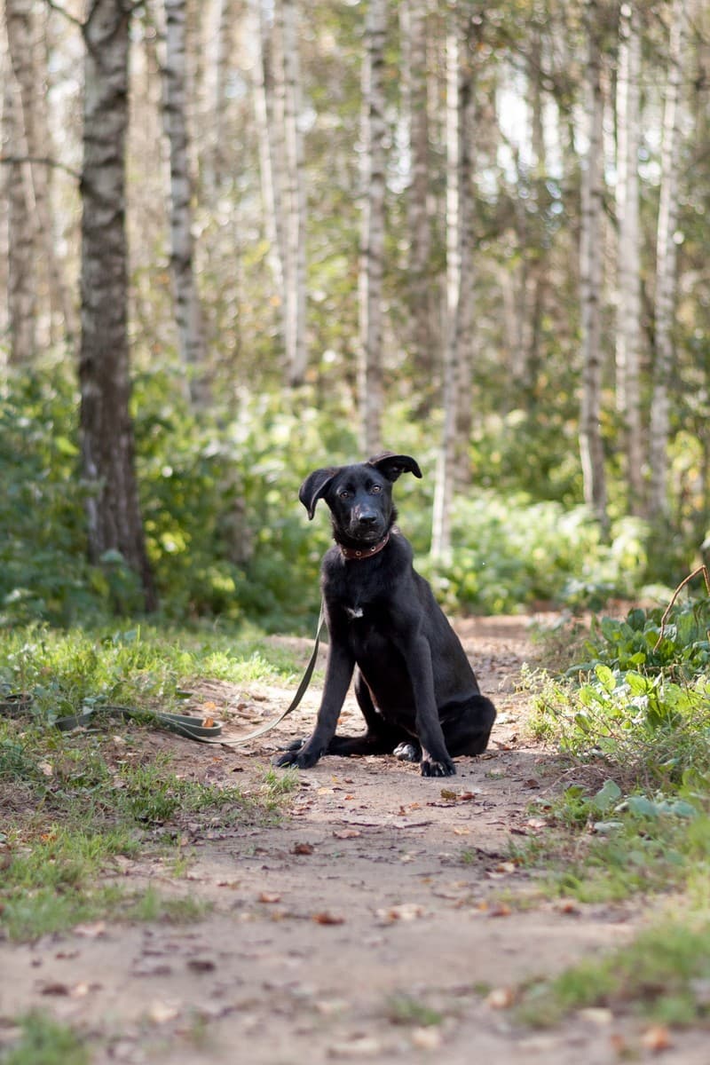 Скай медиа 5