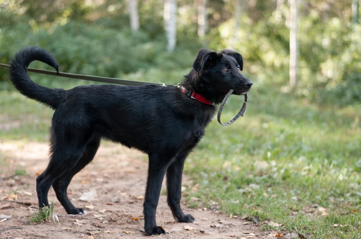 Мазда медиа 5