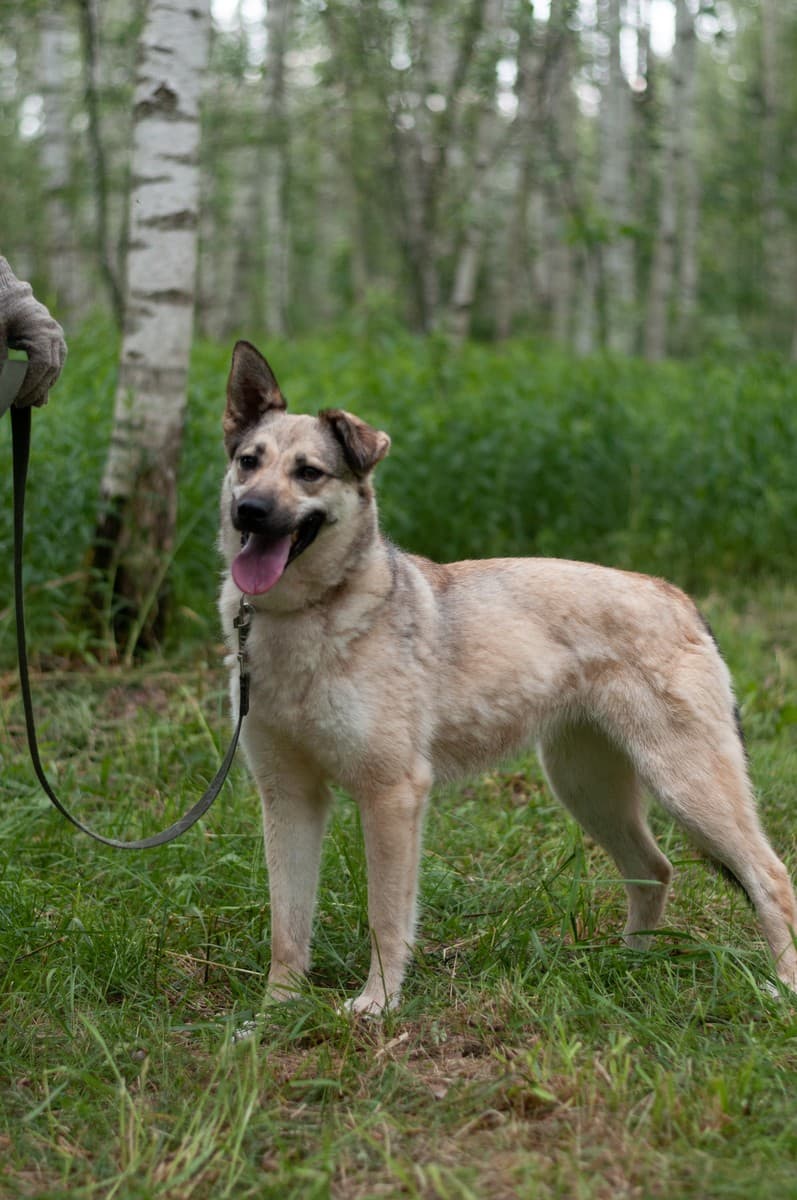 Альфа медиа 8