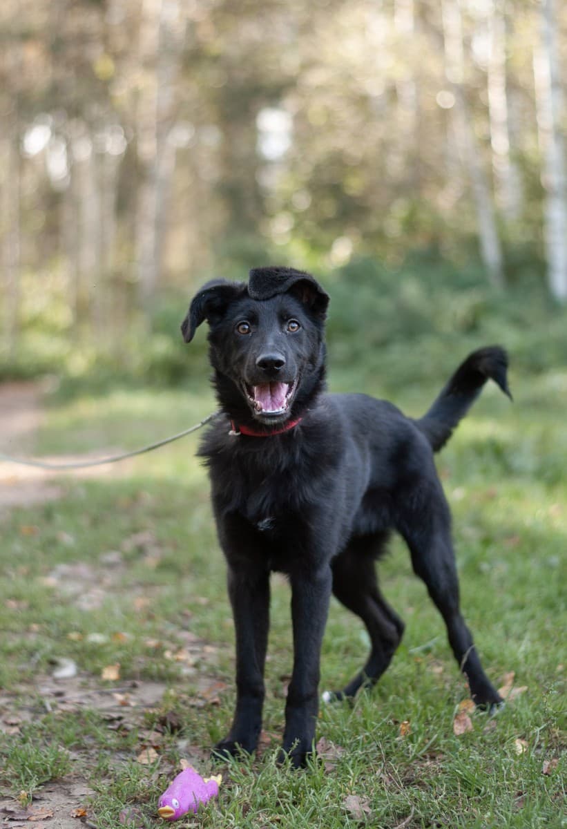 Мазда медиа 9