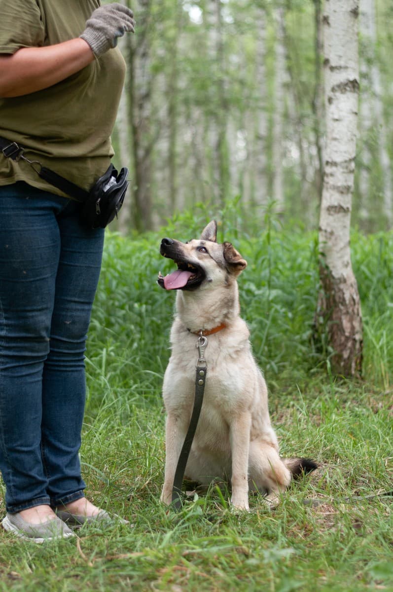 Альфа медиа 5