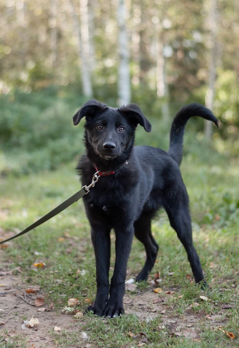 Мазда медиа 6