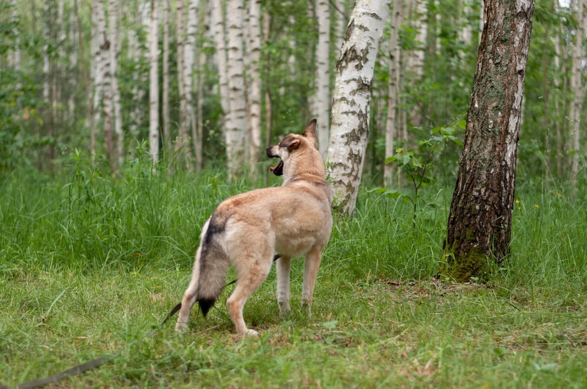 Альфа медиа 10