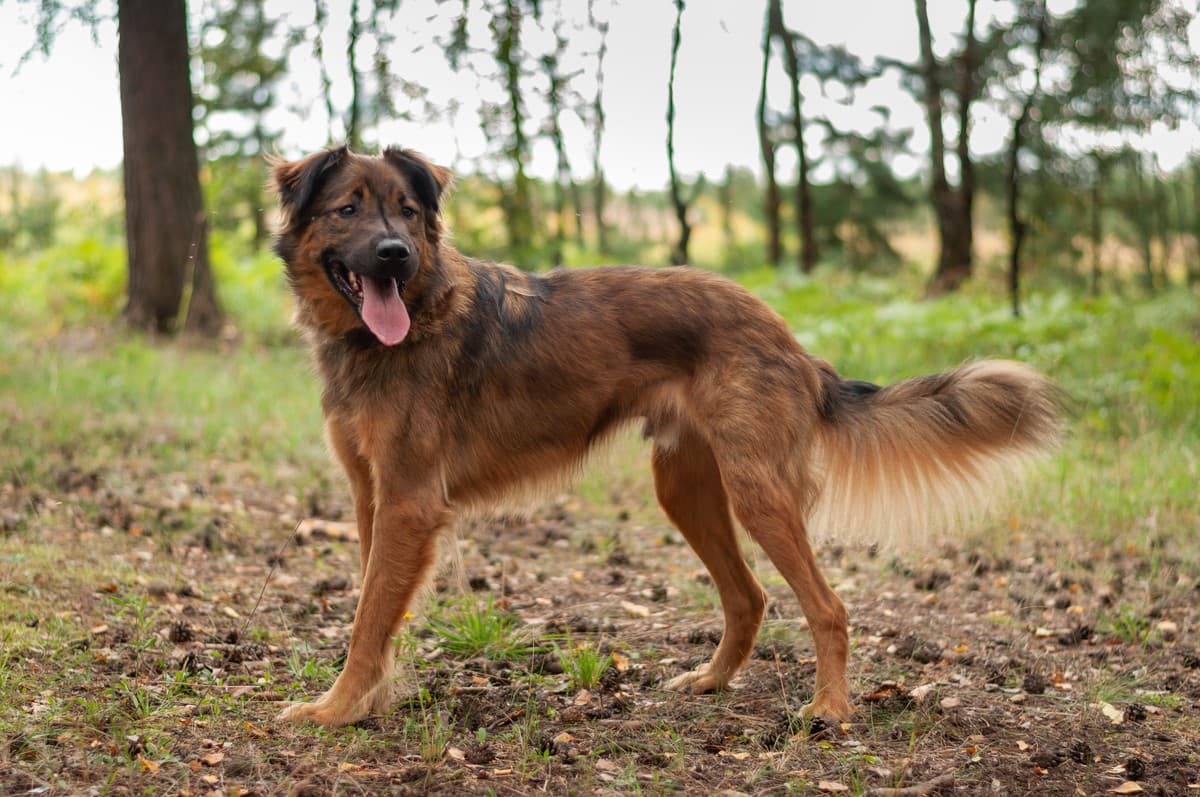 Нильс медиа 5