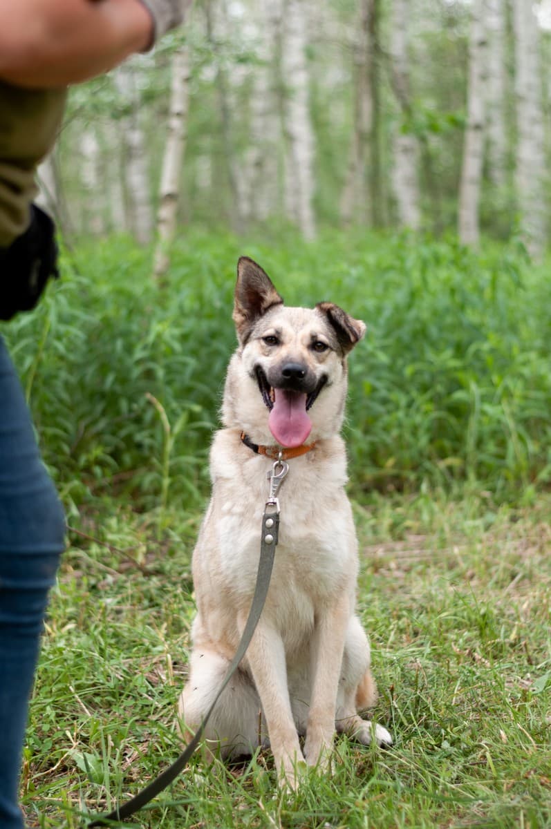 Альфа медиа 6