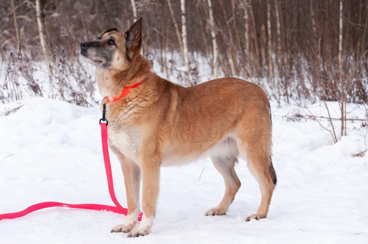 Дина медиа 2