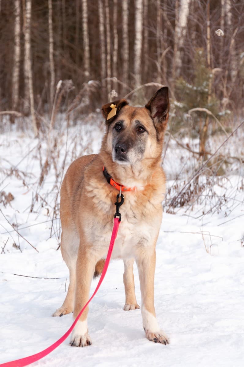 Дина медиа 4