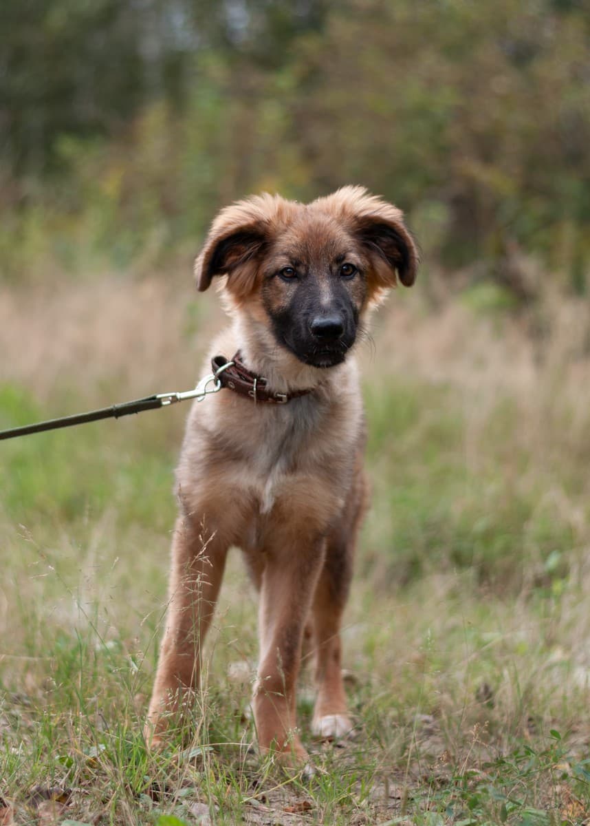 Лесси медиа 7