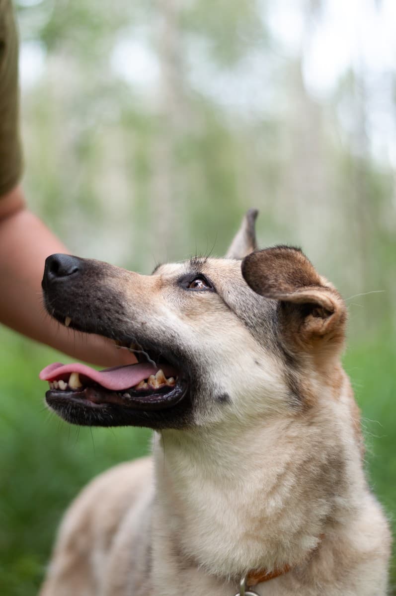 Альфа медиа 7