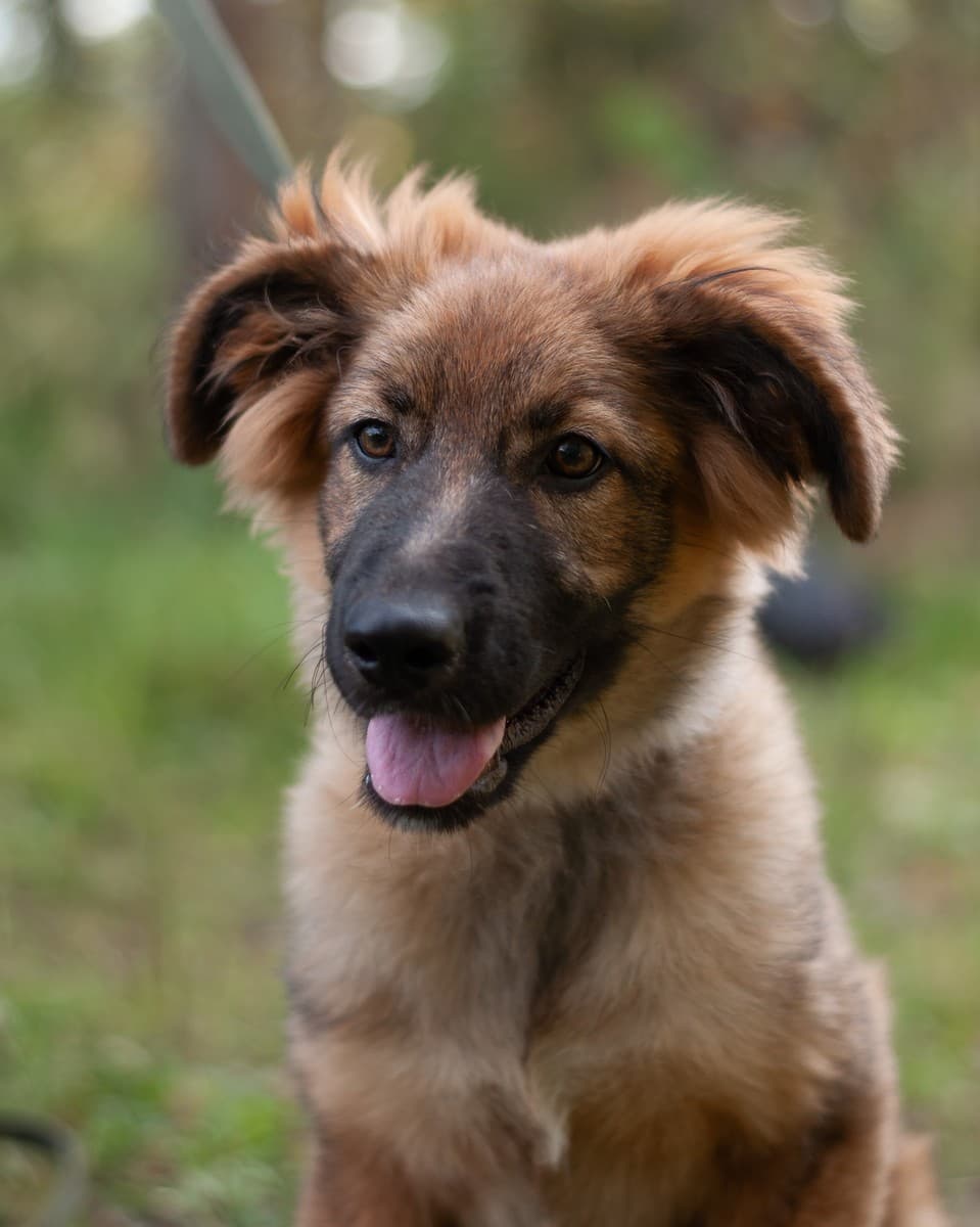 Лесси медиа 5