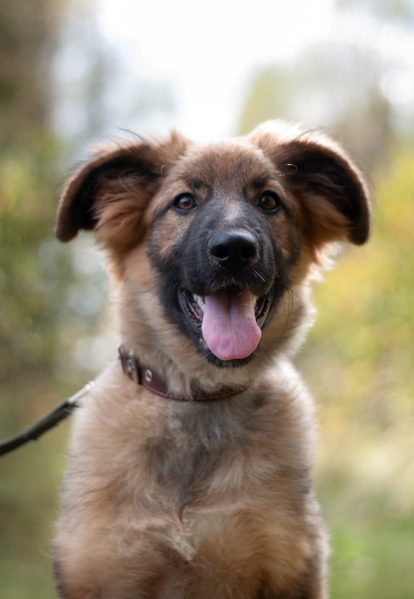 Лесси медиа 6