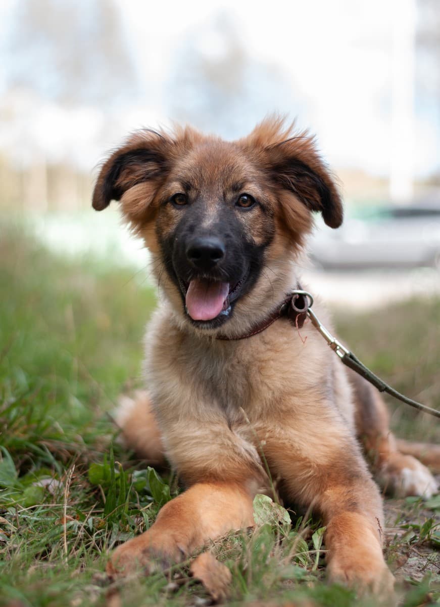 Лесси медиа 8