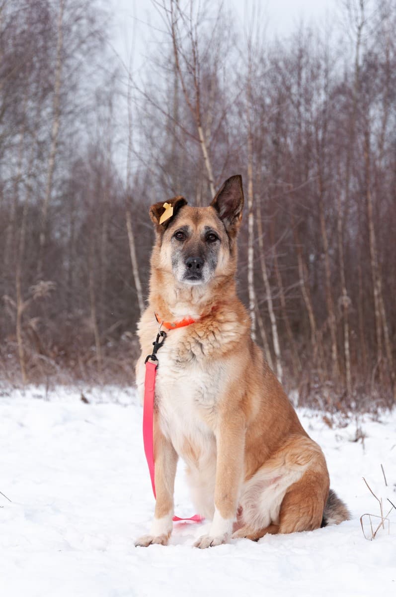 Дина медиа 6