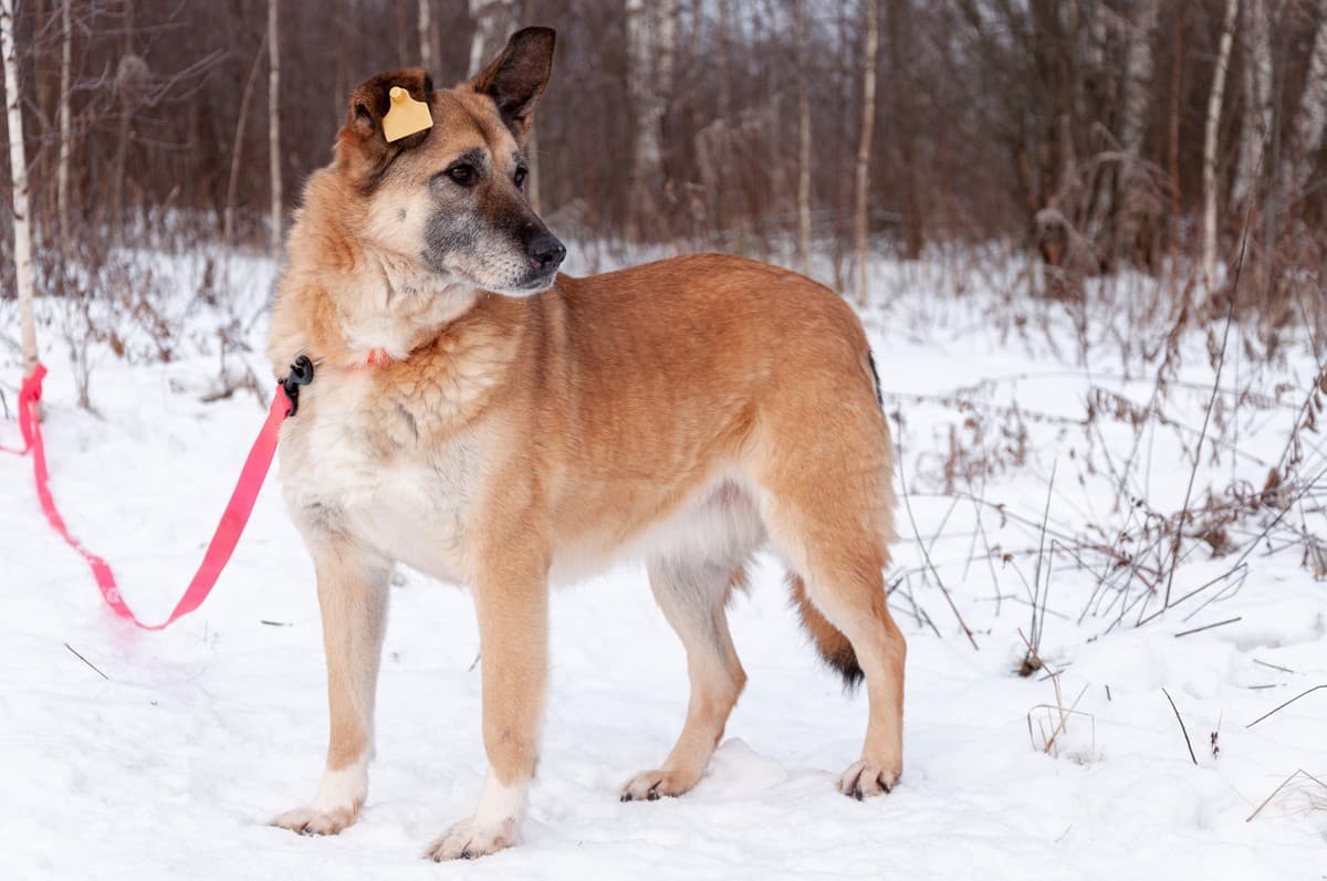 Дина медиа 7