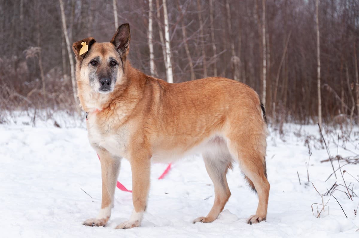 Дина медиа 8