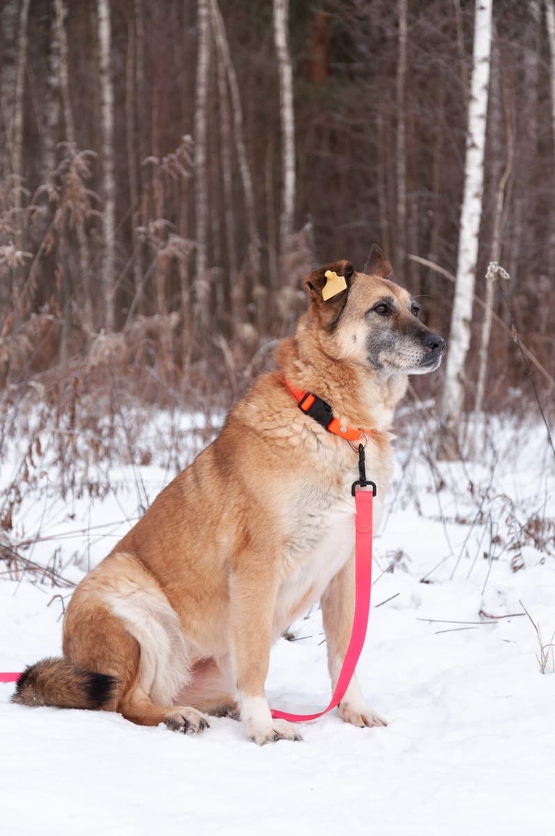 Дина медиа 9