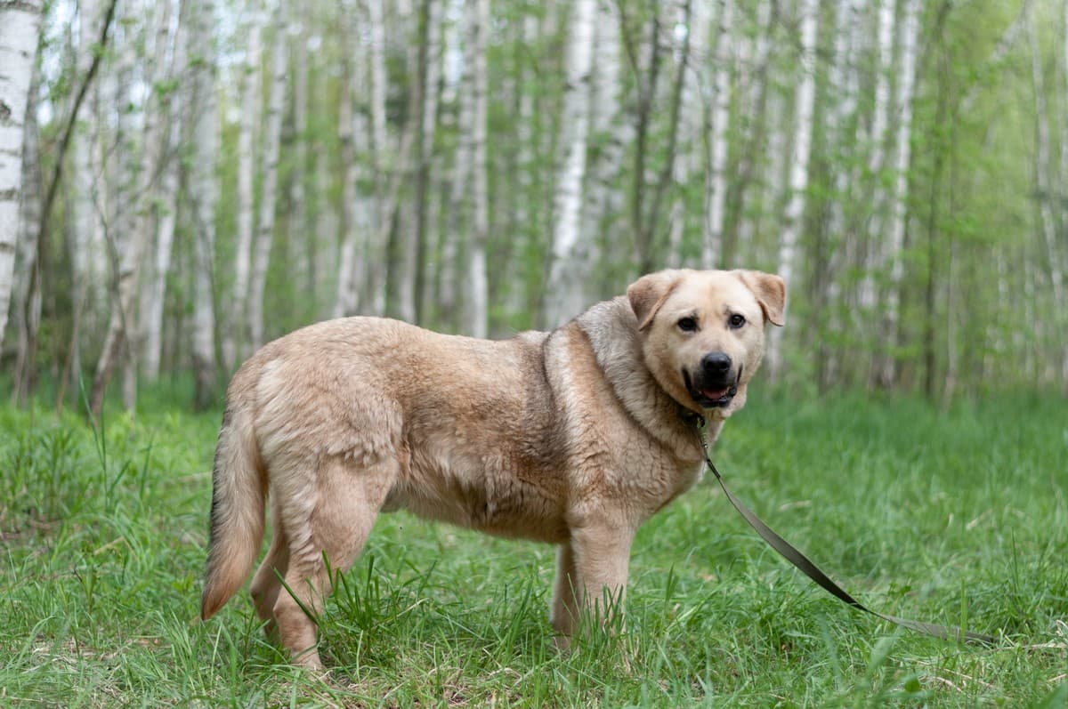 Боцман медиа 10