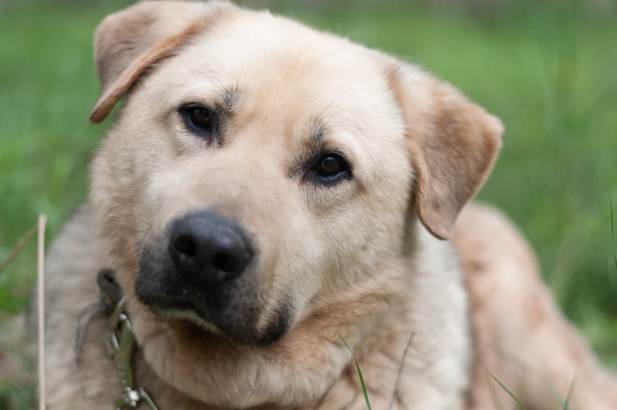 Боцман медиа 8