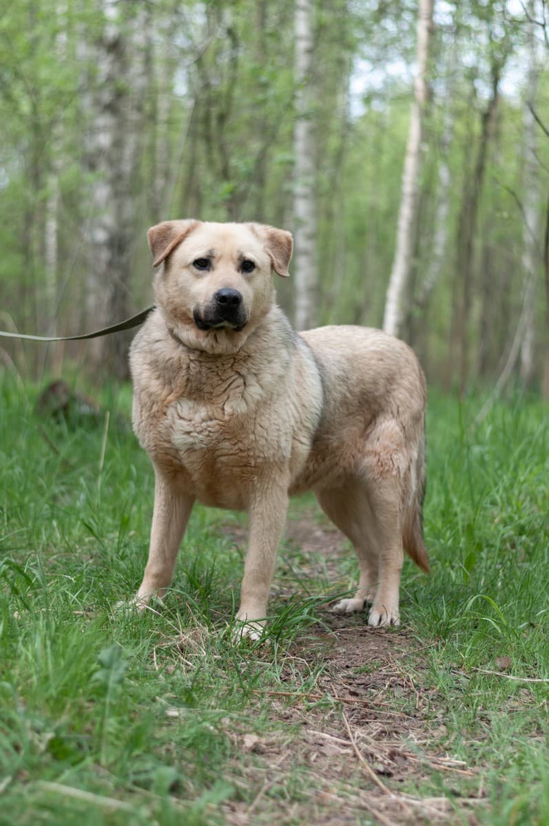 Боцман медиа 5