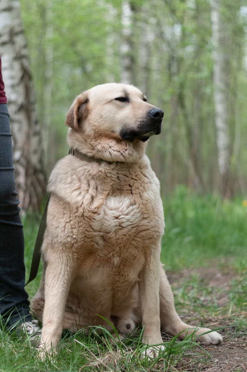 Боцман медиа 9