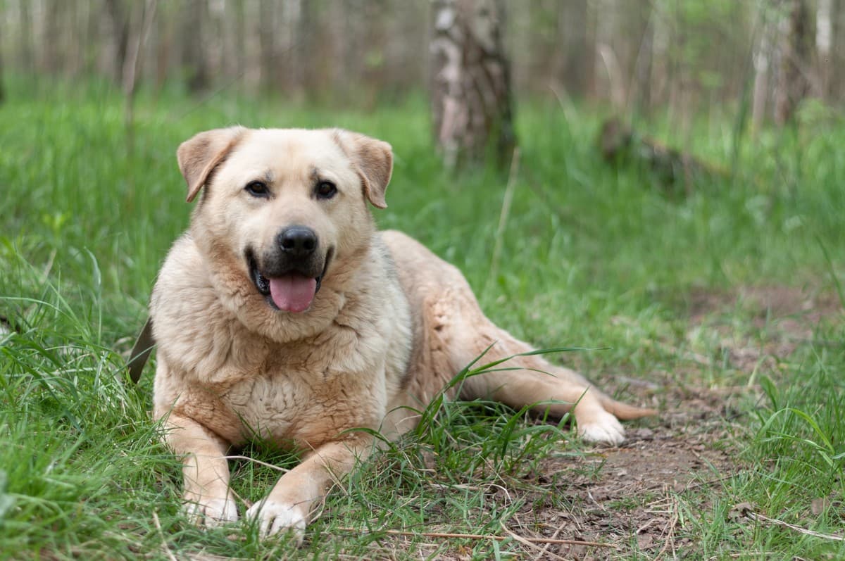 Боцман медиа 6