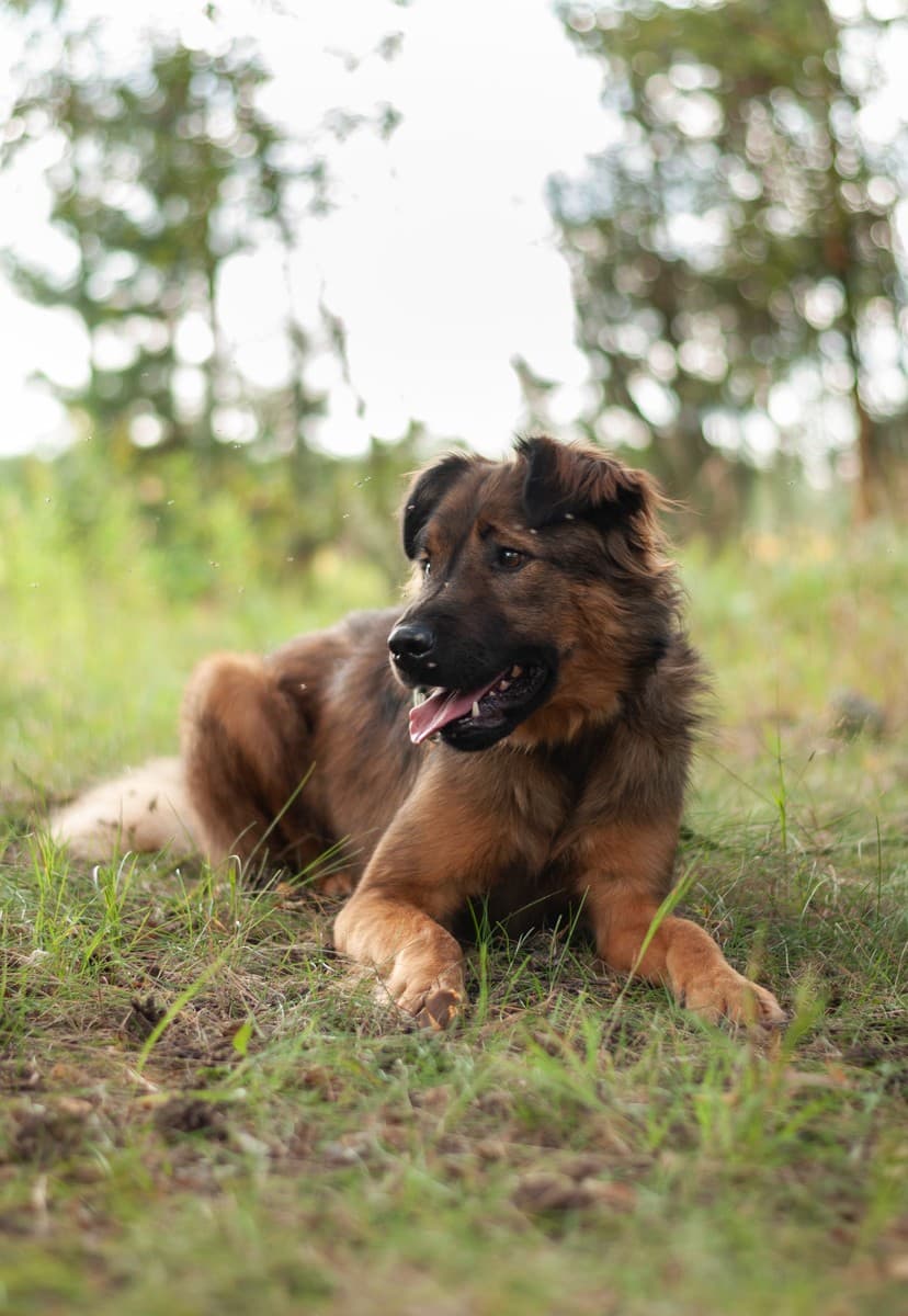 Нильс медиа 6