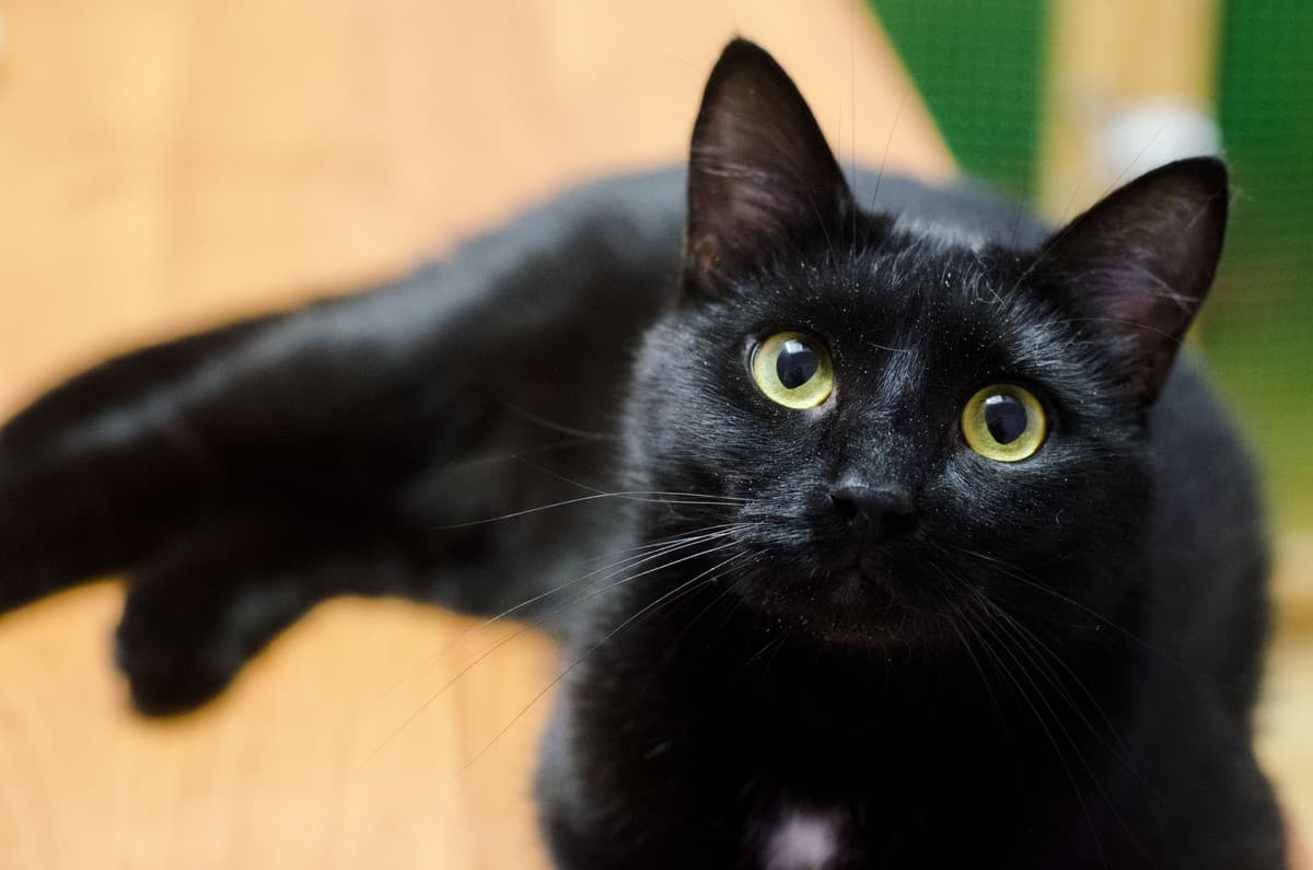 ПТИЧКА медиа 5