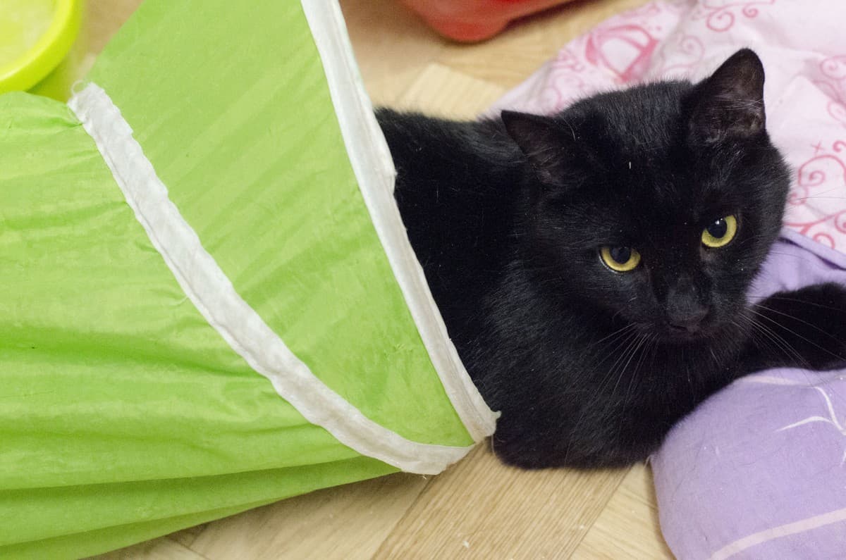 ПТИЧКА медиа 7