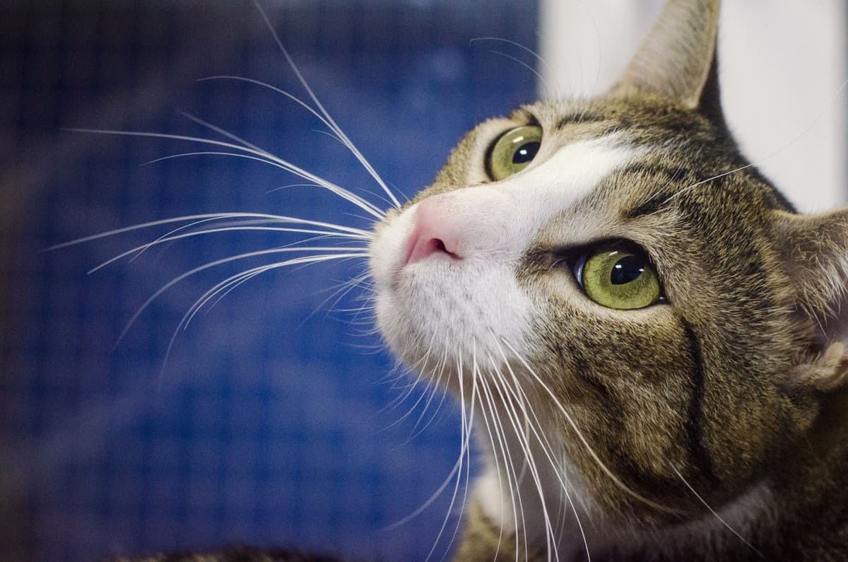 КНОПИК медиа 5