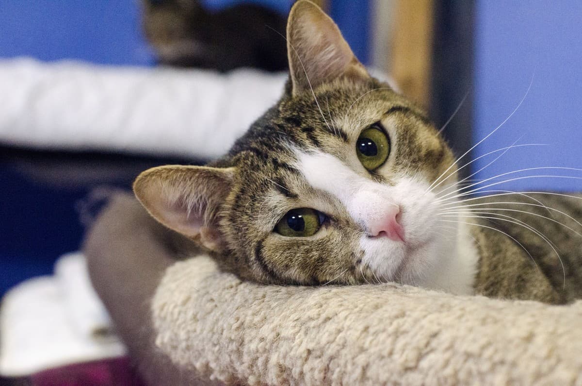 КНОПИК медиа 7