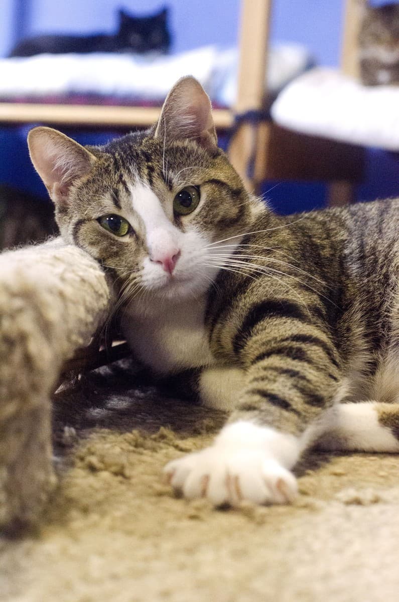 КНОПИК медиа 8