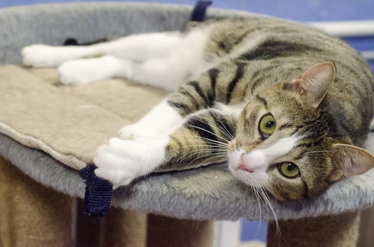 КНОПИК медиа 9