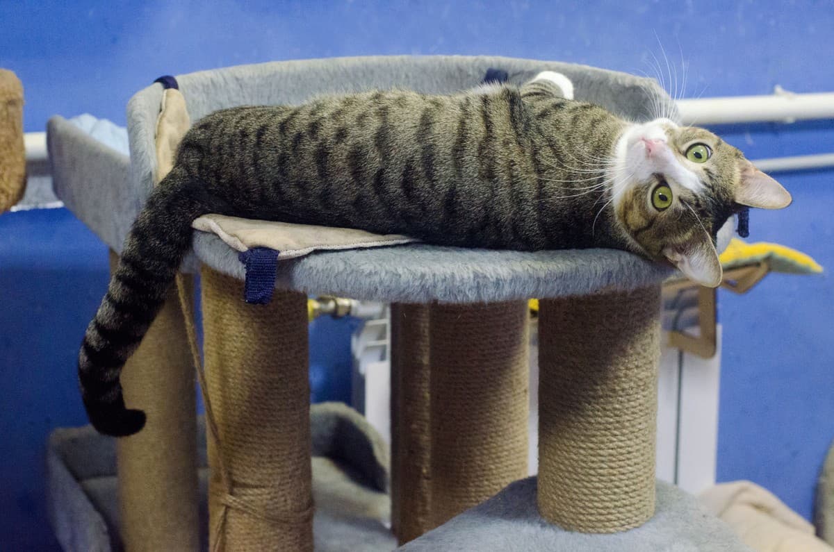 КНОПИК медиа 10