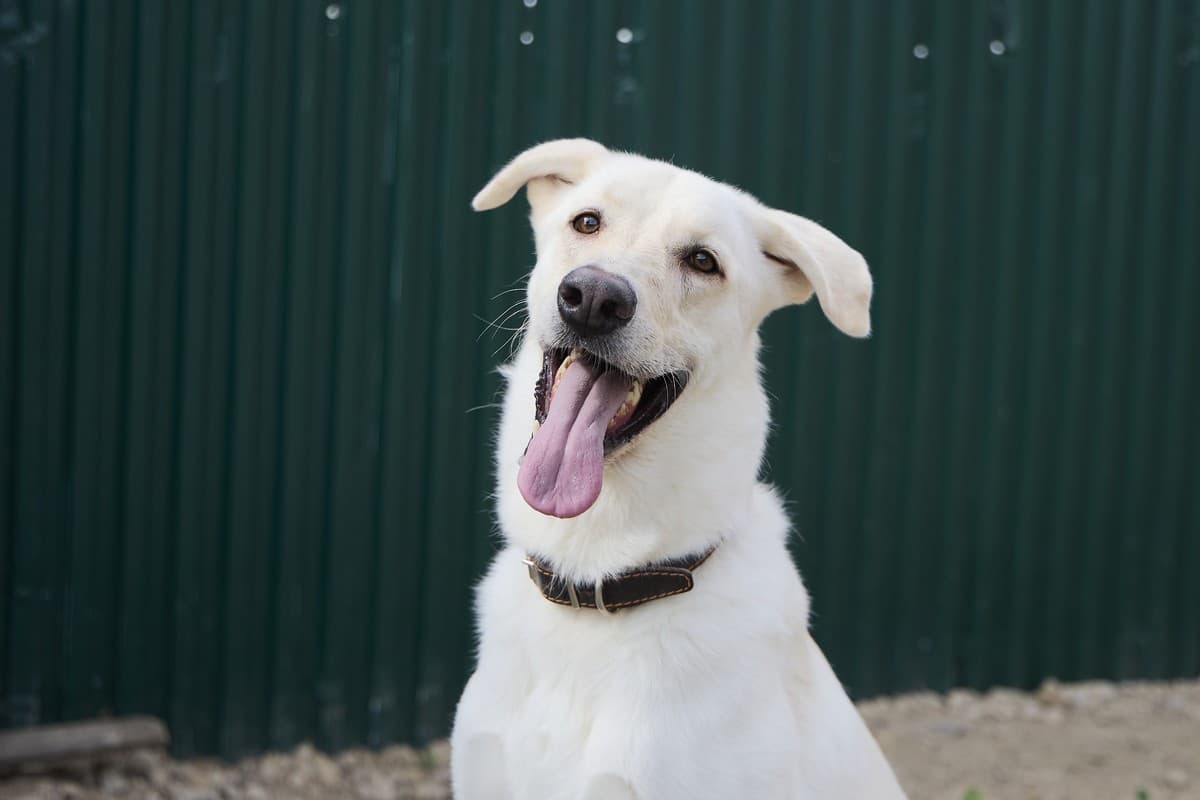 Принц медиа 5