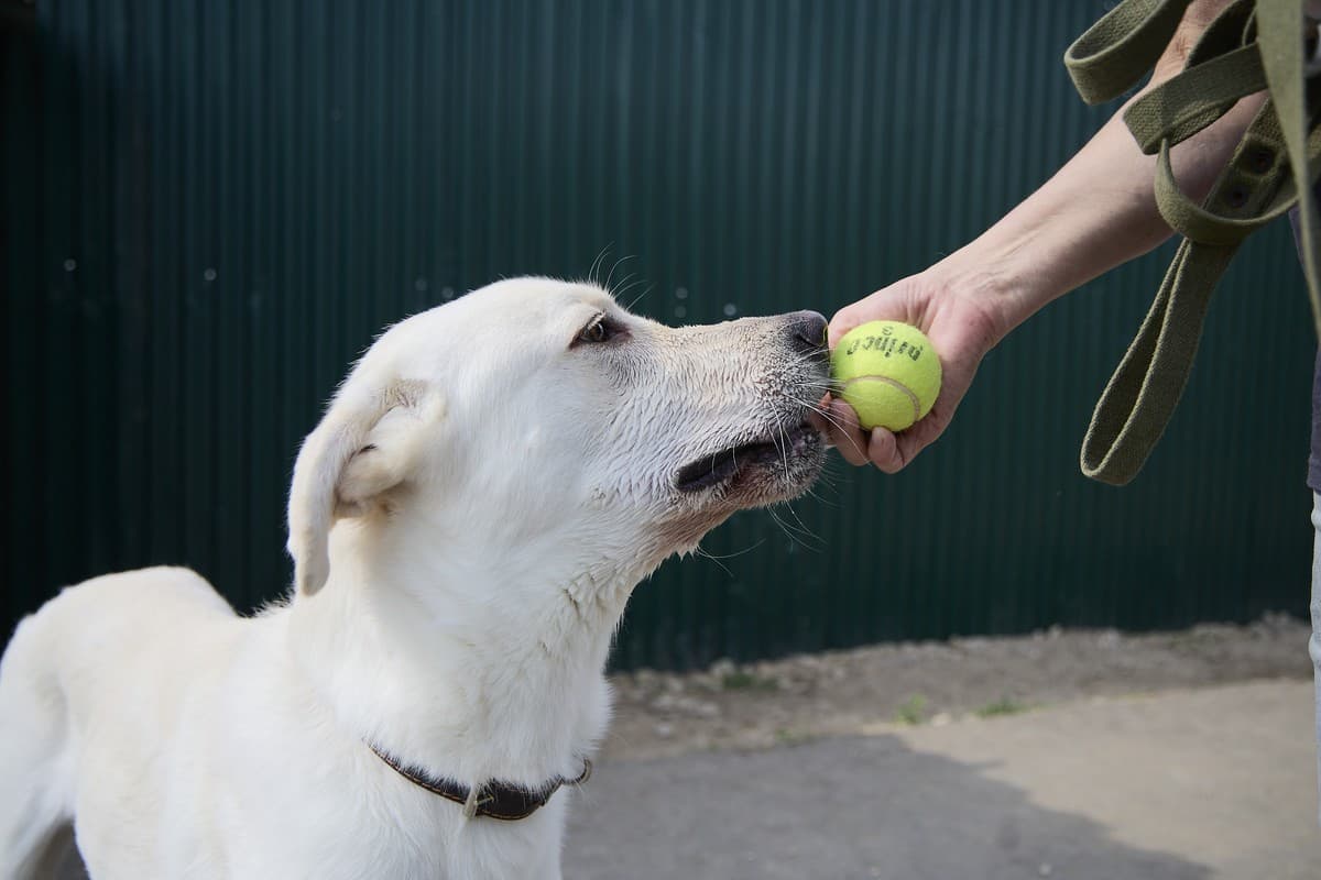 Принц медиа 6