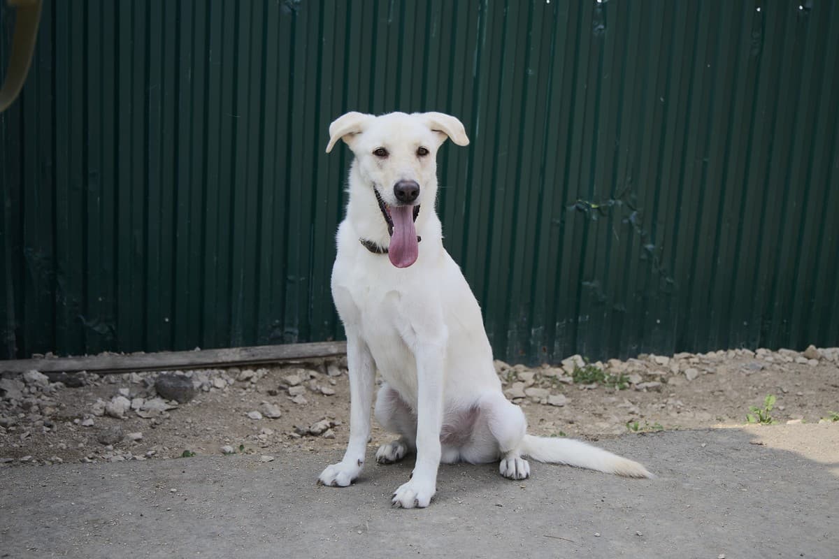 Принц медиа 3