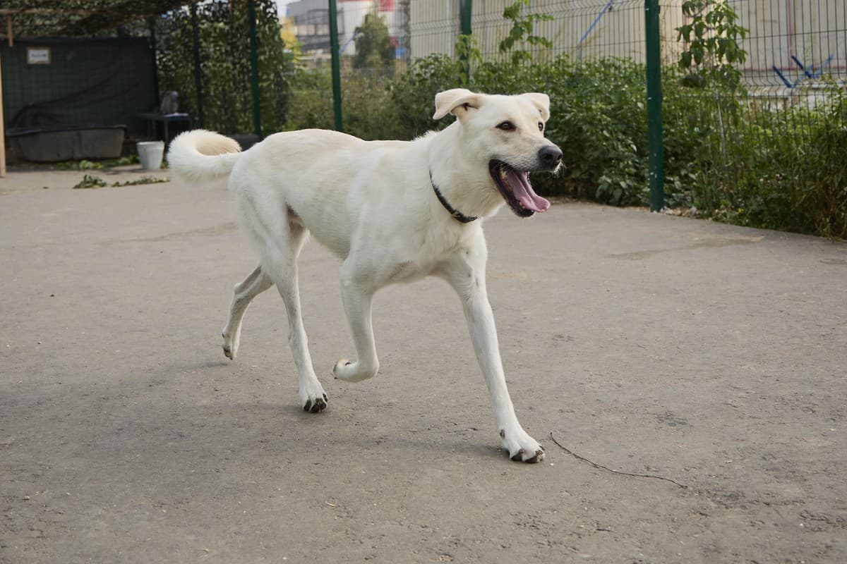 Принц медиа 4